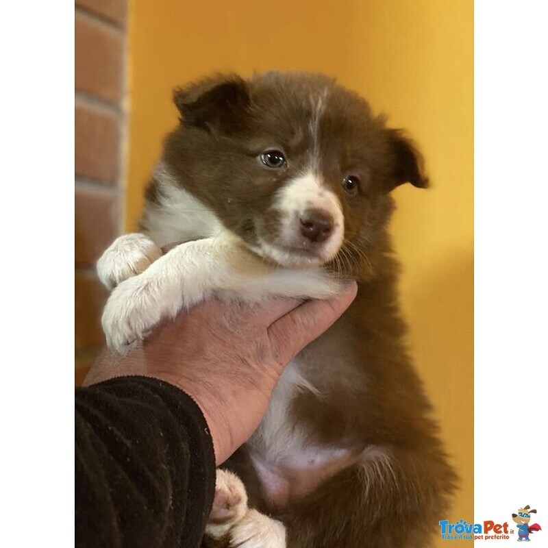 Cuccioli Border Collie - Foto n. 1