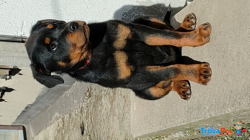 Cucciolo Rotweiler - Foto n. 2