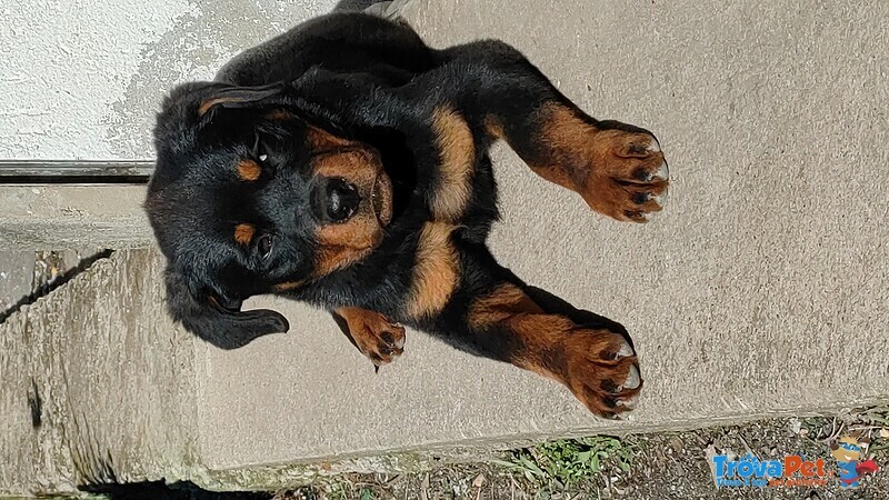 Cucciolo Rotweiler - Foto n. 1