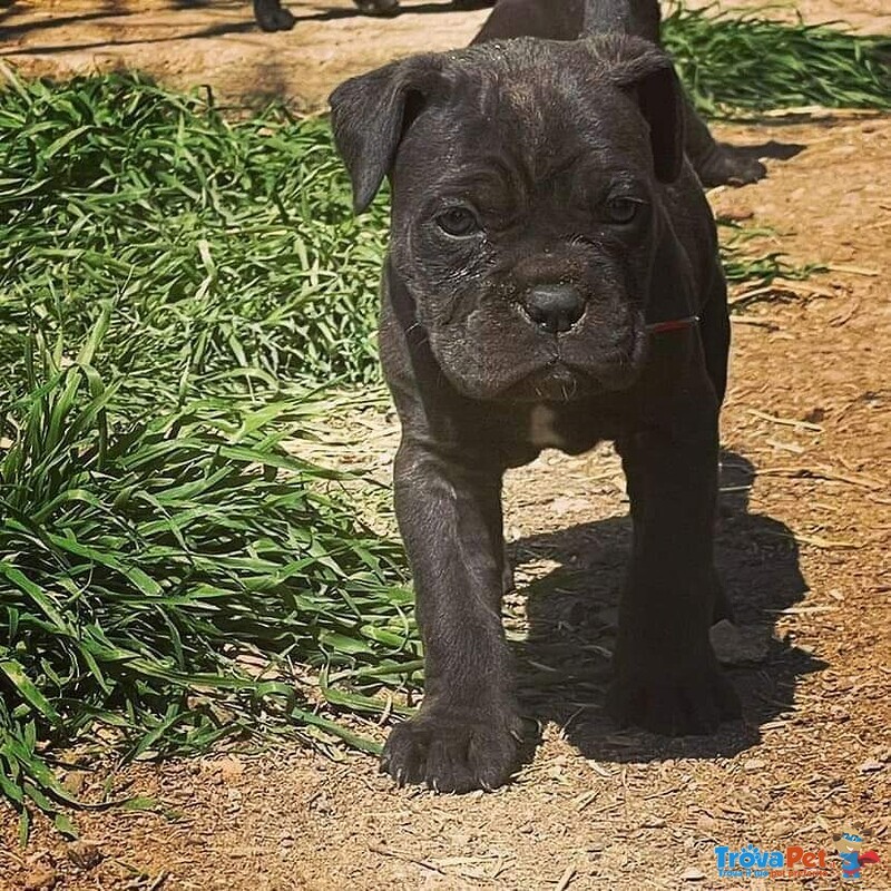 Cuccioli di cane Corso Neri - Foto n. 2