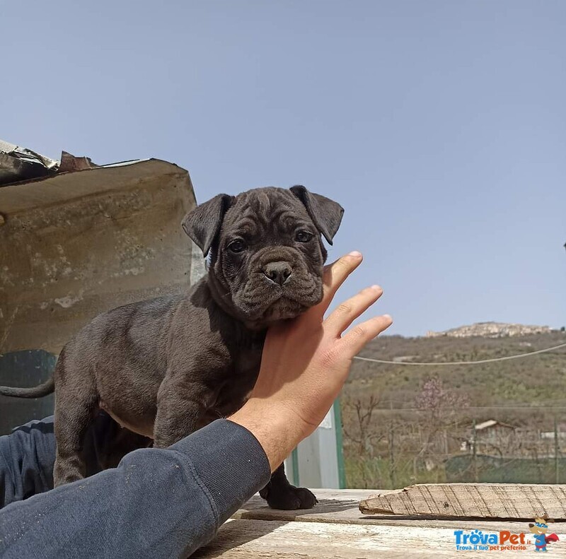 Cuccioli di cane Corso Neri - Foto n. 3