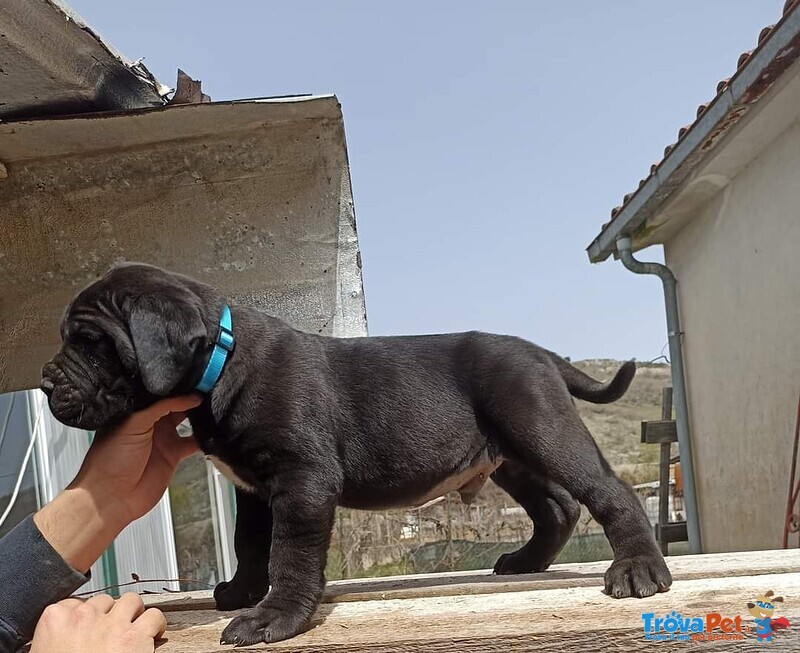 Cuccioli di cane Corso Neri - Foto n. 4