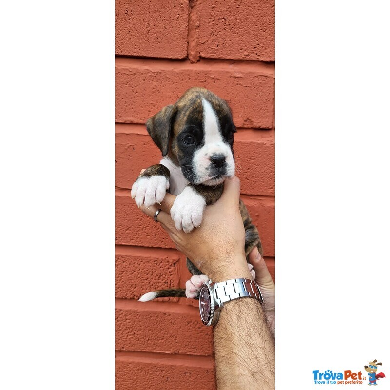 Cuccioli di Boxer - Foto n. 3