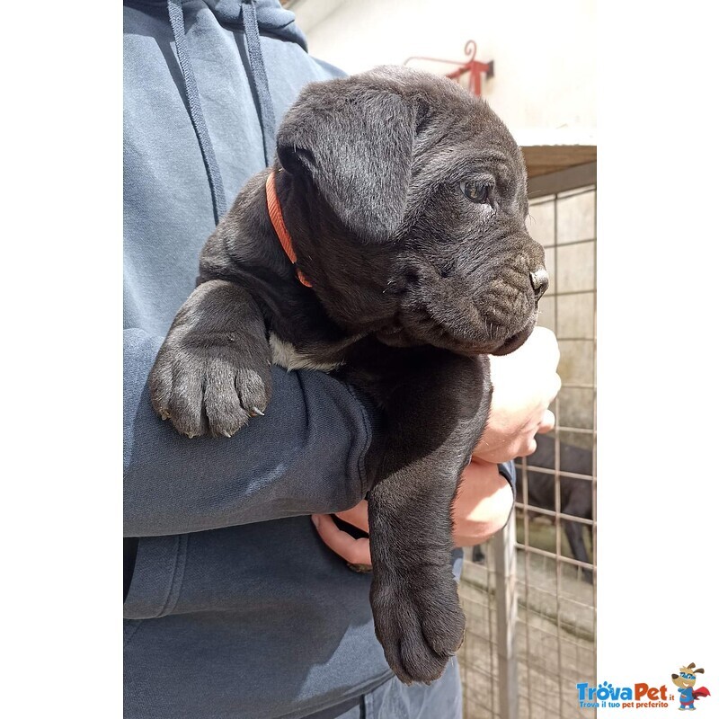 Cuccioli di cane Corso Neri - Foto n. 1