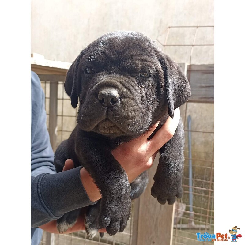 Cuccioli di cane Corso Neri - Foto n. 5