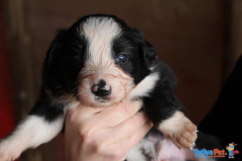 Cuccioli Border Collie - Foto n. 1