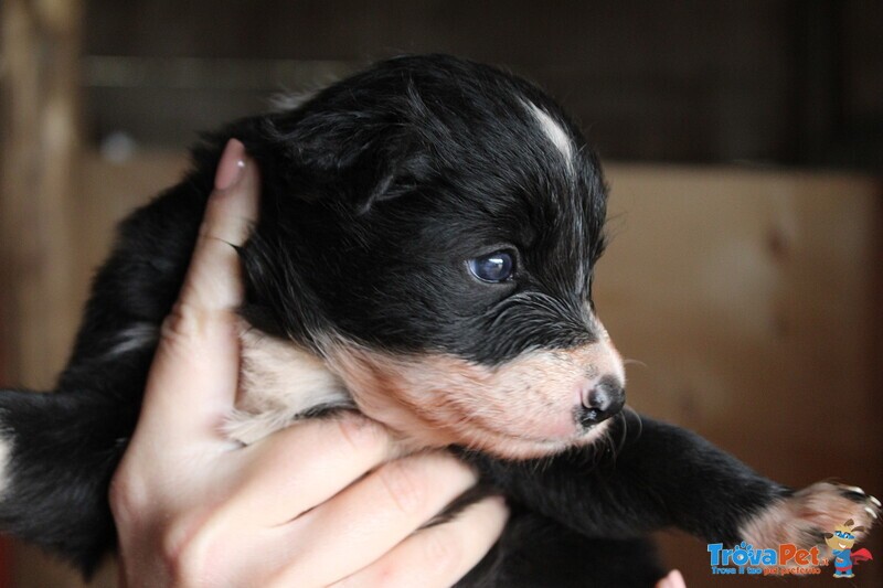 Cuccioli Border Collie - Foto n. 2