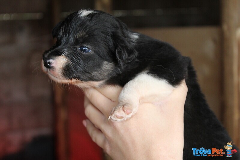 Cuccioli Border Collie - Foto n. 3