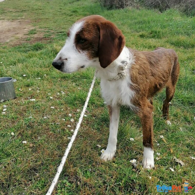 8mesi Bellissimo mix Caccia Salvato Dalla Cattiveria. Alessandria - Foto n. 3