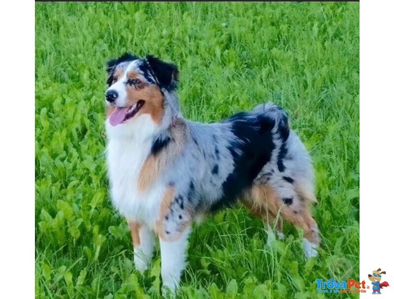 Cuccioli Australian Shepherd/pastore Australiano - Foto n. 1