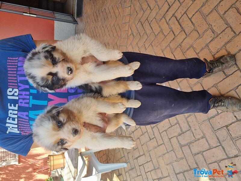 Cuccioli Australian Shepherd/pastore Australiano - Foto n. 3