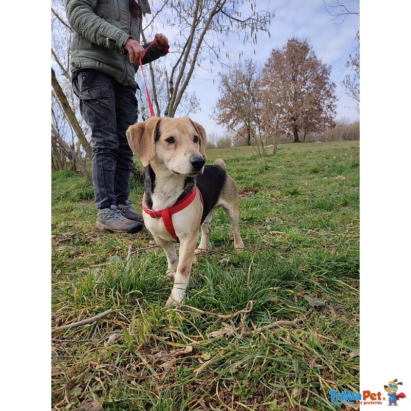 Fernando 3 anni Taglia Piccola - Foto n. 3