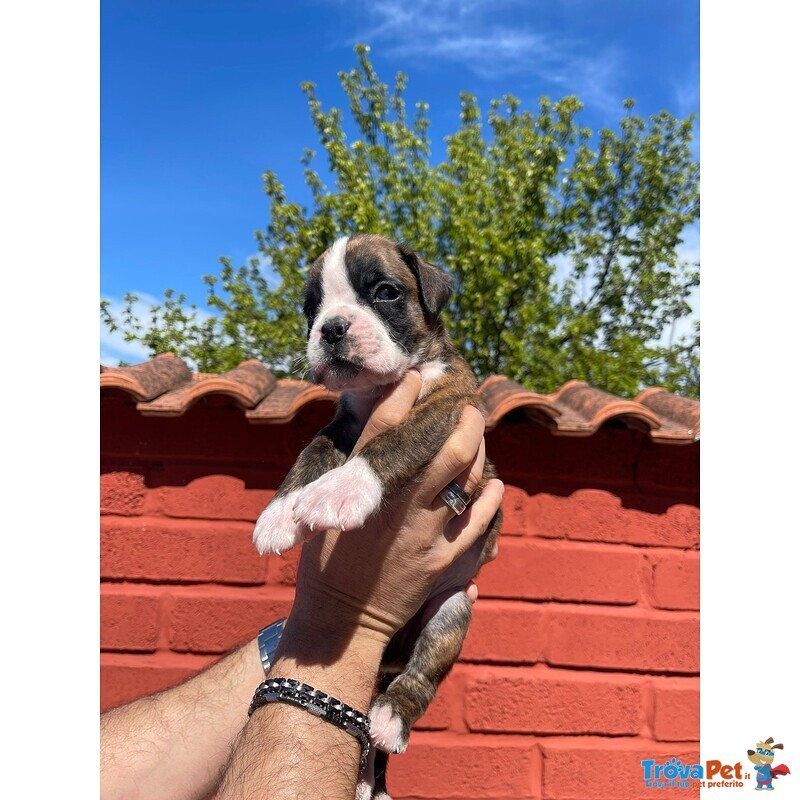 Cuccioli di Boxer - Foto n. 1