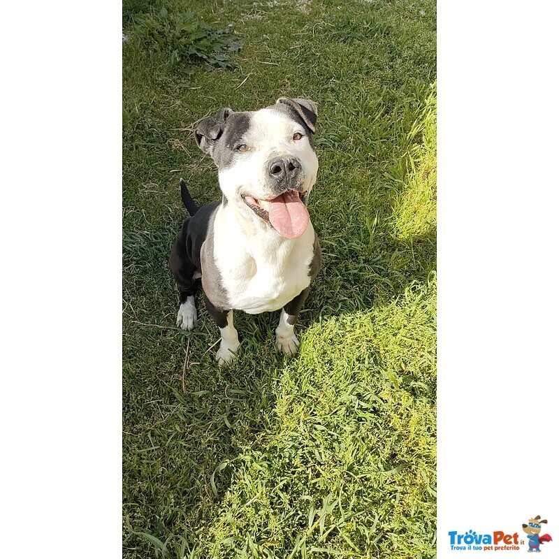 Guancho, Amstaff di 3 Anni - Foto n. 1