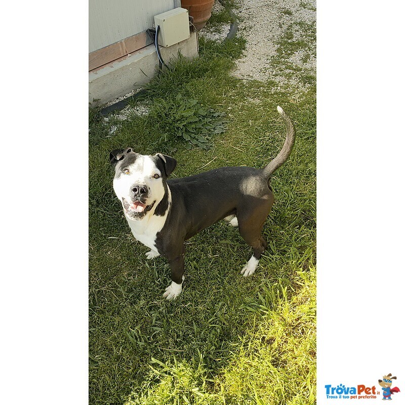 Guancho, Amstaff di 3 Anni - Foto n. 2