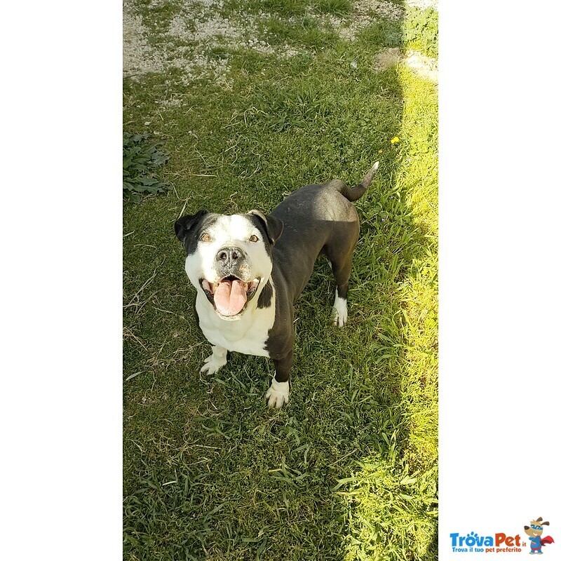 Guancho, Amstaff di 3 Anni - Foto n. 3