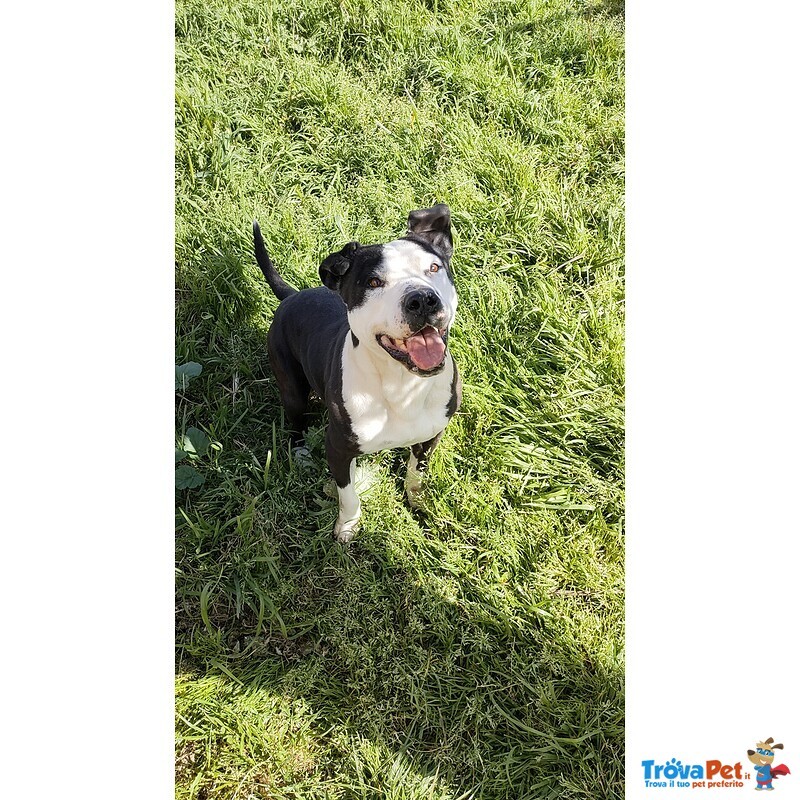 Guancho, Amstaff di 3 Anni - Foto n. 5