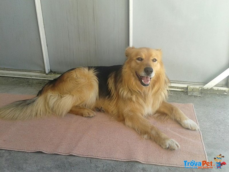 Tobia Pastore di 7 Anni - Foto n. 2