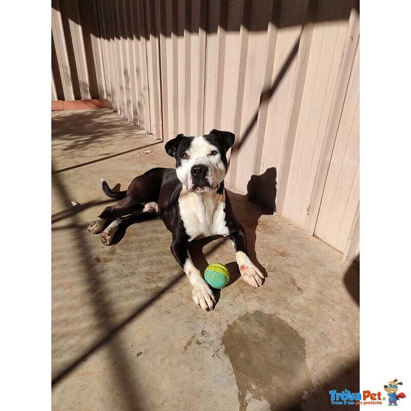 Amstaff Guancho - Foto n. 2