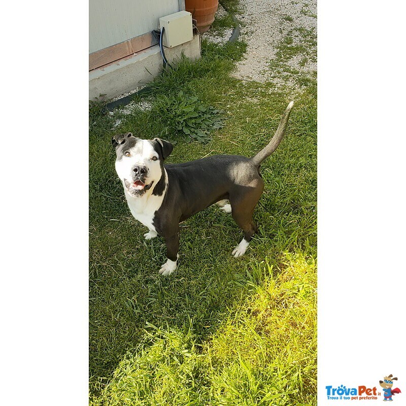 Amstaff Guancho - Foto n. 5