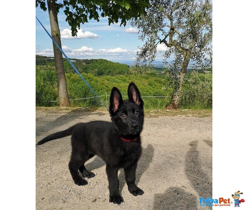 Cucciolo Pastore Tedesco Nero - Foto n. 2