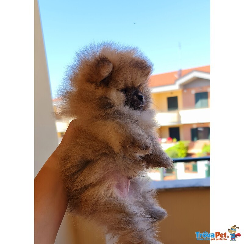 Volpino Pomerania , Spitz Tedesco Nano - Foto n. 1