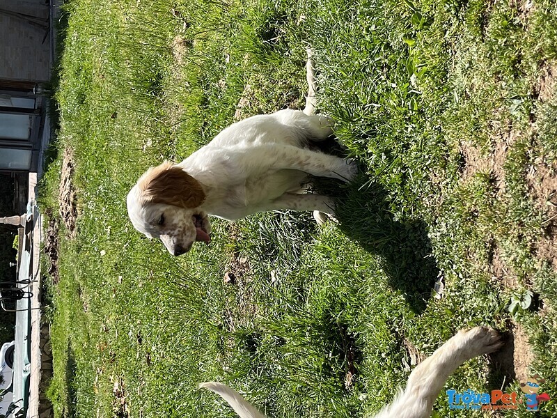 Cucciole di Setter Inglese Pure - Foto n. 3