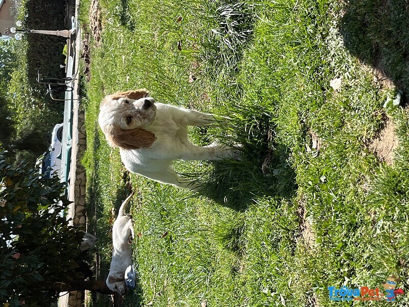 Cucciole di Setter Inglese Pure - Foto n. 1