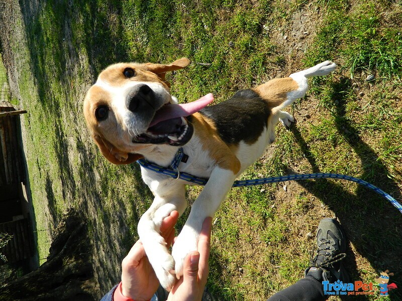 Toto 1 anno e Mezzo Simil Beagle - Foto n. 1