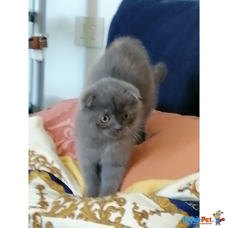 Gattini Scottish fold e Straight - Foto n. 2