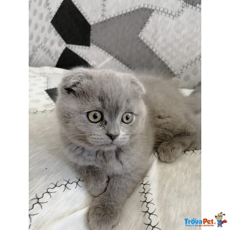 Gattini Scottish fold e Straight - Foto n. 1