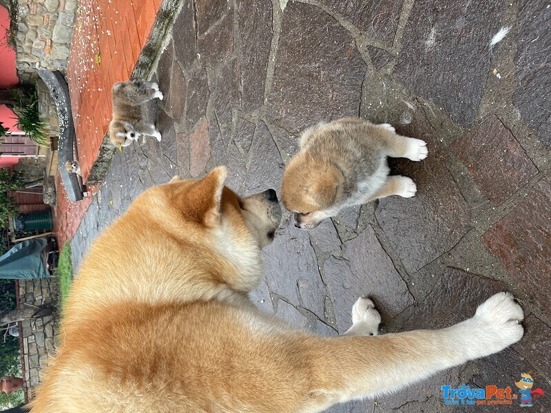 Cuccioli Akita Inu - Foto n. 2