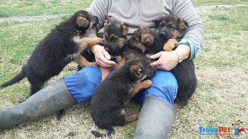 Cuccioli Pastore Tedesco - Foto n. 2