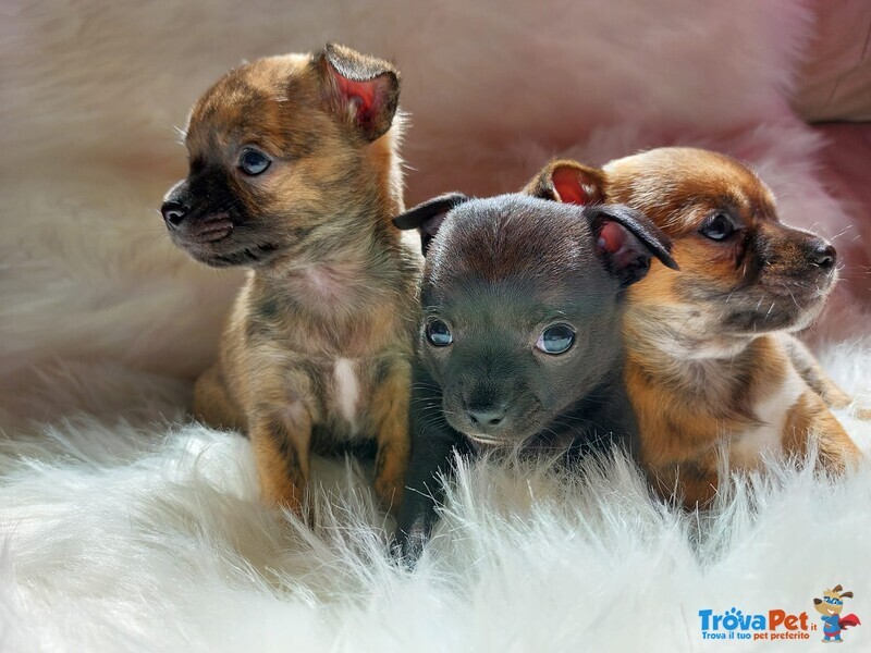 Chihuahua nati a Marzo - Foto n. 1
