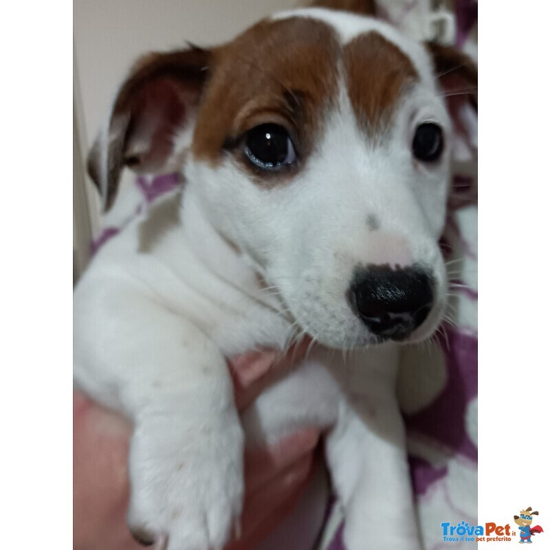 Cucciolo di jack Russell - Foto n. 1