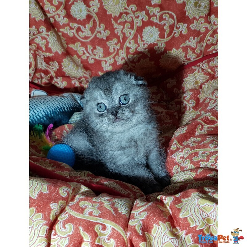 Scottish fold Maschio - Foto n. 1