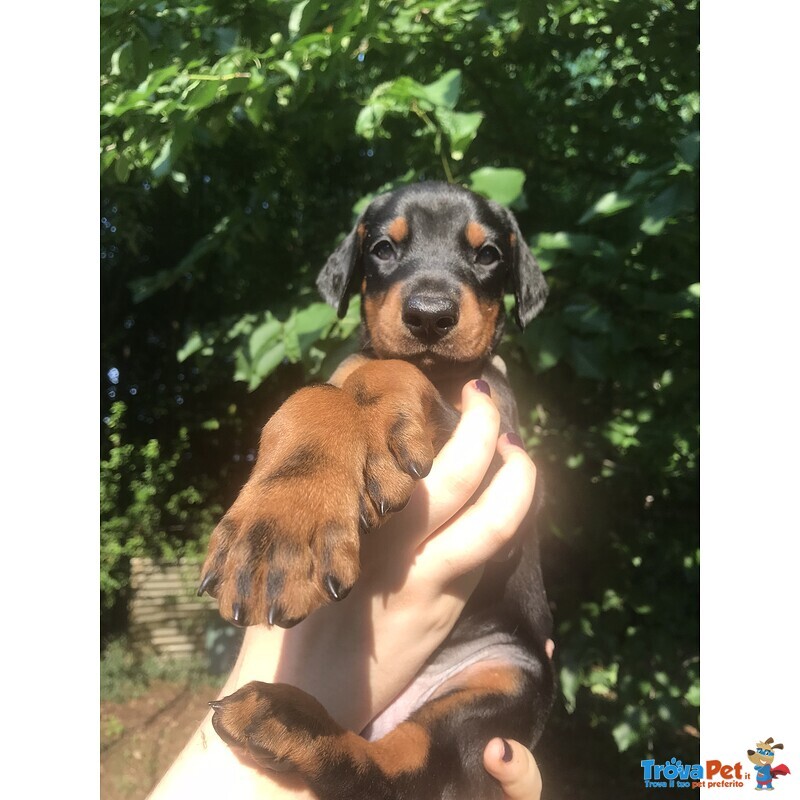 Cuccioli di Dobermann - Foto n. 1