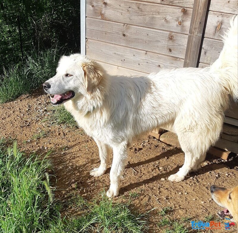 Mix Golden/maremmano 18mei Entrato in Canile da Cucciolo!toscana - Foto n. 2