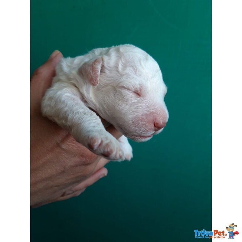 Lagotto Romagnolo - Foto n. 3