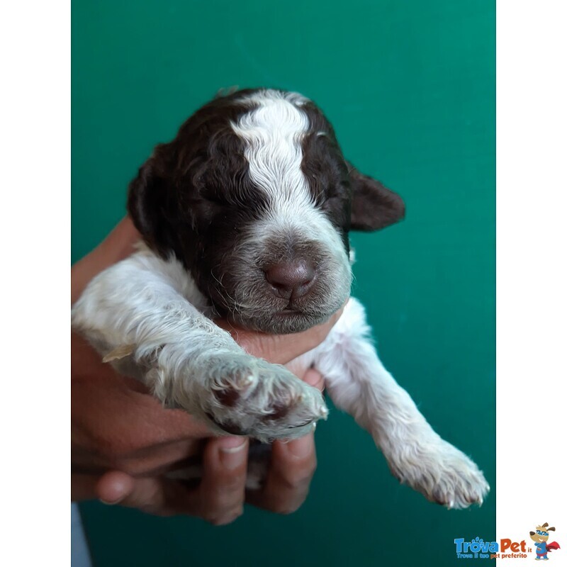 Lagotto Romagnolo - Foto n. 4