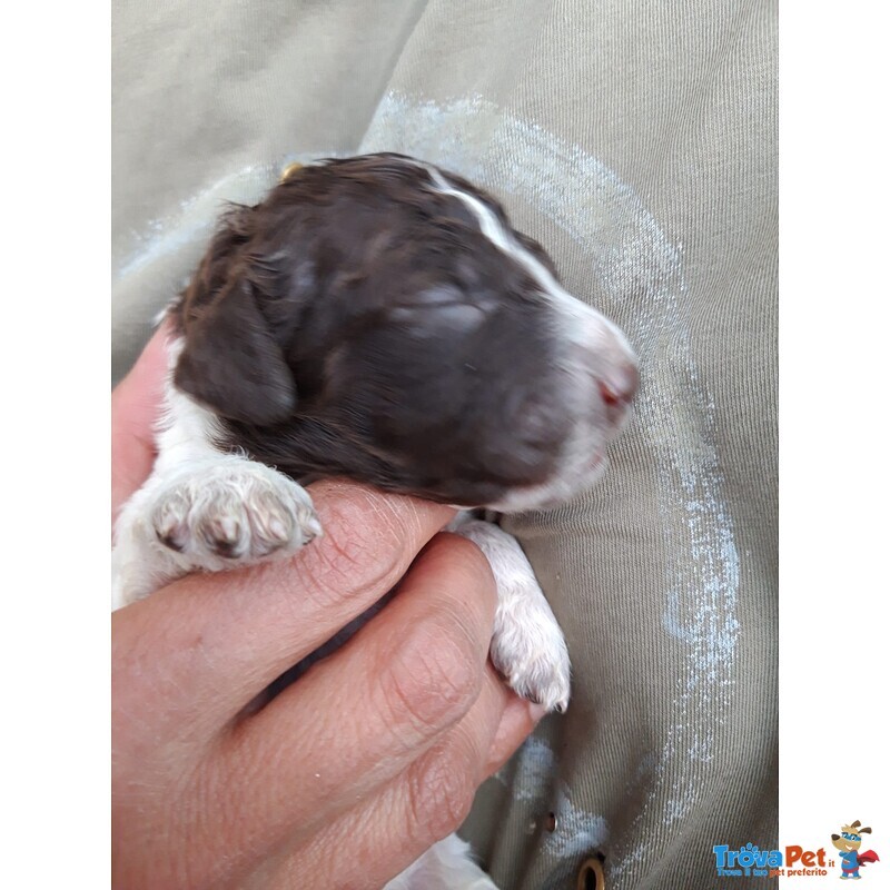 Lagotto Romagnolo - Foto n. 5