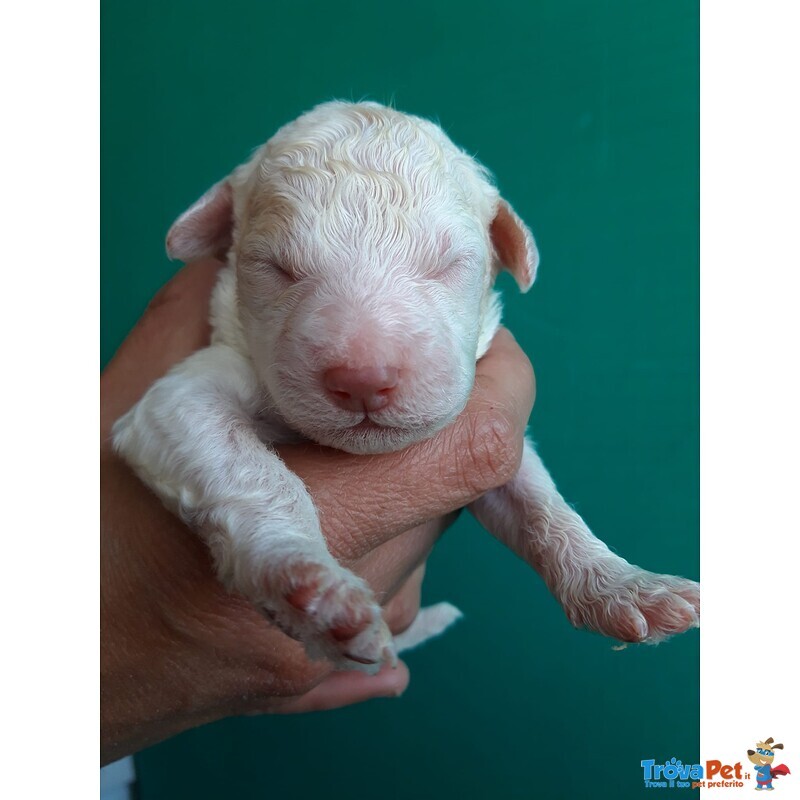 Lagotto Romagnolo - Foto n. 6