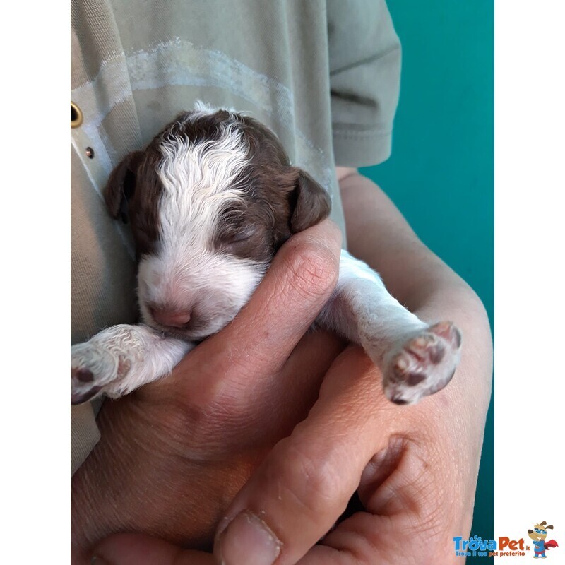 Lagotto Romagnolo - Foto n. 7