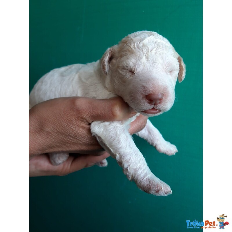 Lagotto Romagnolo - Foto n. 8