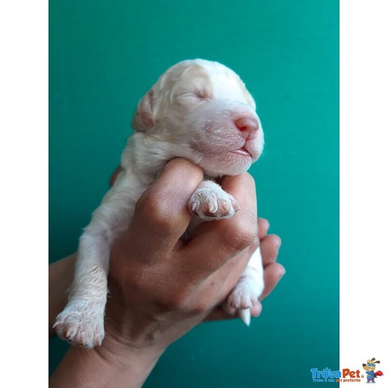 Lagotto Romagnolo - Foto n. 9