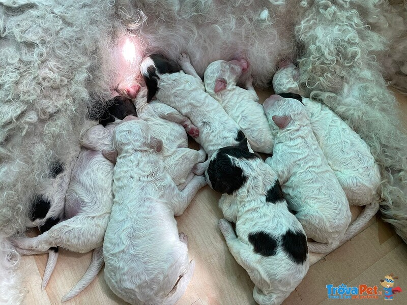 Lagotto Romagnolo - Foto n. 10