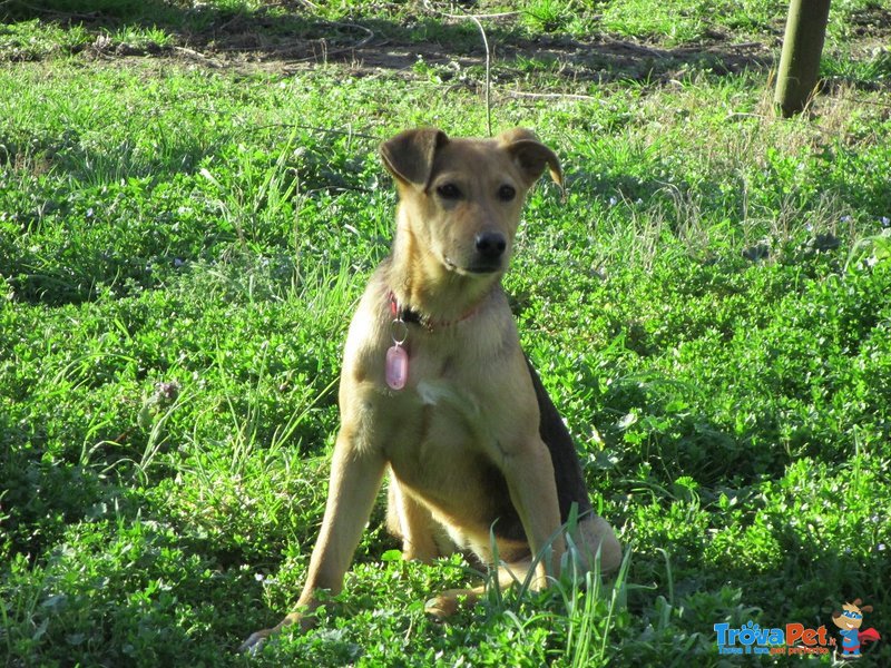 Pepa Meticcia Pastore Levriero di 8 Mesi - Foto n. 1