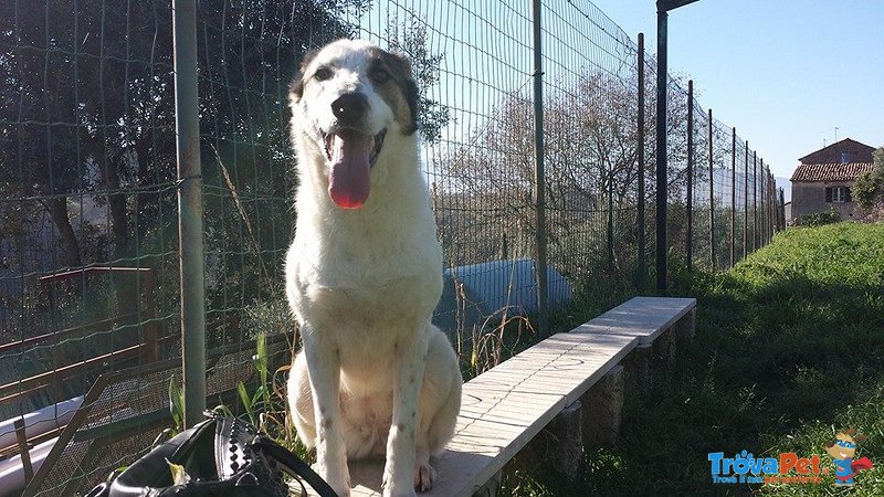 Laika Cagnolina Speciale che Desidera Avere una Famiglia che la Coccola - Foto n. 3