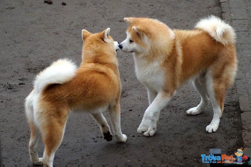 Aperte Prenotazioni Cuccioli Akita Pedigree Campioni - Foto n. 1