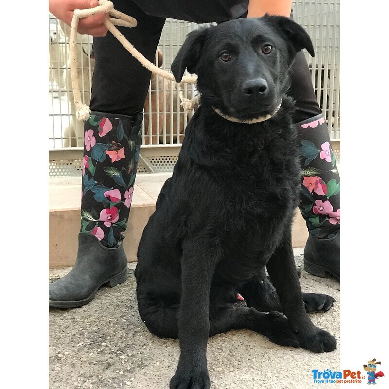 3anni nero Ottimo Carattere Alvato Cucciolo Cresce in Canile,mai Nessuna Richiesta! Puglia - Foto n. 1